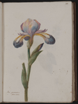 Iris germanica flore vario