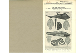 K. A. v. Zittel's Palaeontologische Wandtafeln. Erklärungen zu den  Palaeontologische Wandtafeln