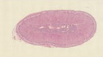Ghiandola surrenale. Colorazione: ematossilina ed eosina