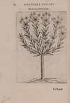 De plantis exoticis libri duo Prosperi Alpini phylosophi, medici ... Opus completum, editum studio, ac opera Alpini Alpini ... auctoris filij