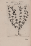 De plantis exoticis libri duo Prosperi Alpini phylosophi, medici ... Opus completum, editum studio, ac opera Alpini Alpini ... auctoris filij
