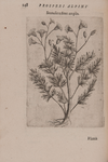 De plantis exoticis libri duo Prosperi Alpini phylosophi, medici ... Opus completum, editum studio, ac opera Alpini Alpini ... auctoris filij