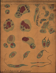 Protozoa. Leishmania donovani