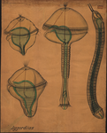 Phylum Annelida. [Po]lygordius