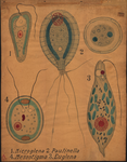 Eucarioti unicellulari. Microglena (1). Paulinella (2). Euglena (3). Mesostigma (4).