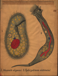 Protozoa. Nassula elegans (1). Ophrydium eichhorni