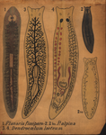 Phylum Platyhelminthes. Planaria fissipara (1). Palpina (2. 2 bis). Dendrocoelum lacteum (3. 4.).