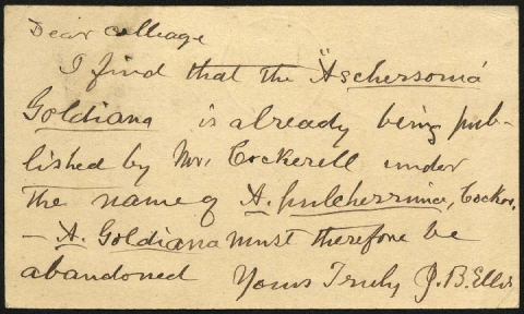 Anteprima dell'oggetto