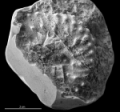 Fossile - Ammonite