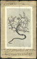 Saccardo manoscritti botanici - 001