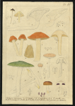 Tavole di funghi - 002