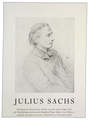 Julius Sachs