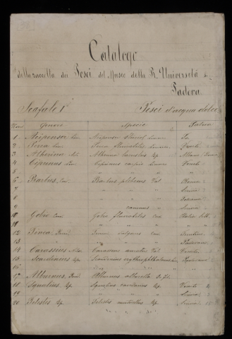 Anteprima dell'oggetto