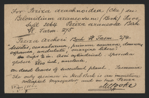 Anteprima dell'oggetto