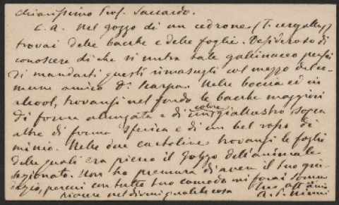 Anteprima dell'oggetto