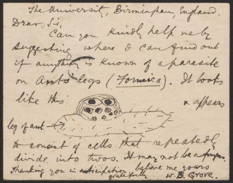 Anteprima dell'oggetto