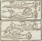 Tavole da : William Harvey, Exercitatio anatomica De motu cordis et sanguinis in animalibus, Bologna 1697