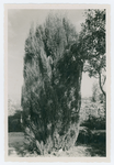 Effetti del gelo del 1929 sui Cipressi alle Are (Verona)