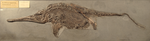 Fossile - Scheletro completo di ittiosauro