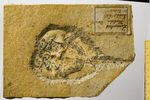 Fossile - Esemplare completo di limulo