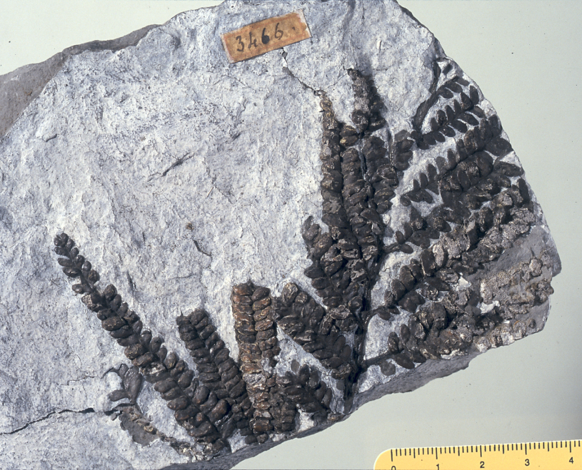 Fossil -  stem fragments