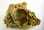 Fossile - Cranio umano incrostato