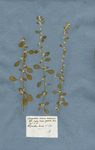 Chenopodium incanum racemosum, folio majore minori opposito