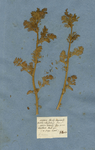 ADONIS floribus octopetalis, fructibus subcylindricis