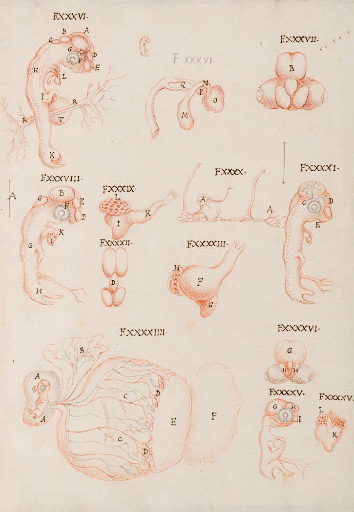 Pagina con disegni da un manoscritto di Malpighi