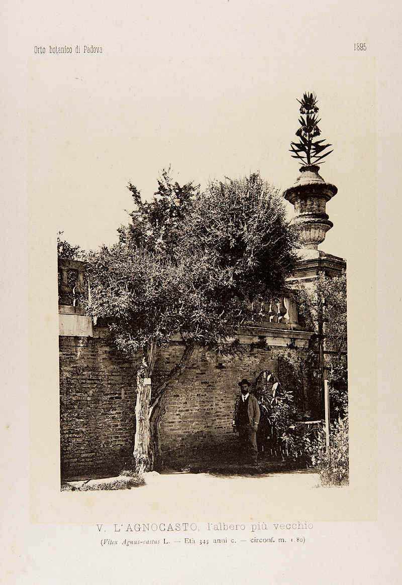 L'AGNOCASTO, l'albero più vecchio. Pier Andrea Saccardo, L'orto botanico di Padova nel 1895