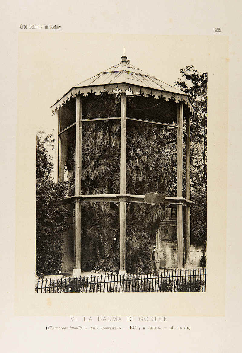 LA PALMA DI GOETHE. Pier Andrea Saccardo, L'orto botanico di Padova nel 1895