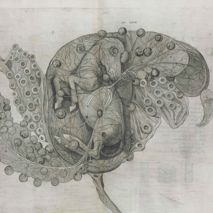 Dalle tavole di anatomia comparata 'De formato foetu' di Fabrizio d'Acquapendente